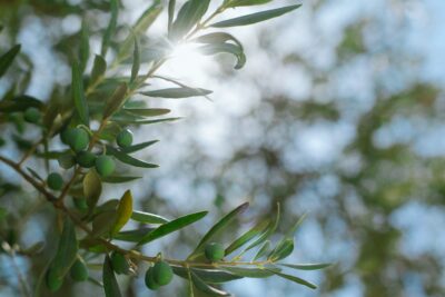olive leccino caratteristiche