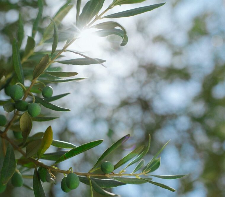 olive leccino caratteristiche
